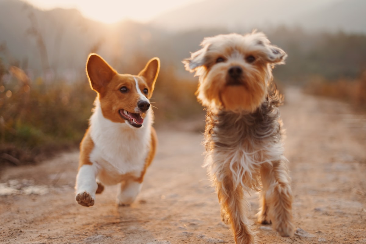 Two happy dogs running together on the beach