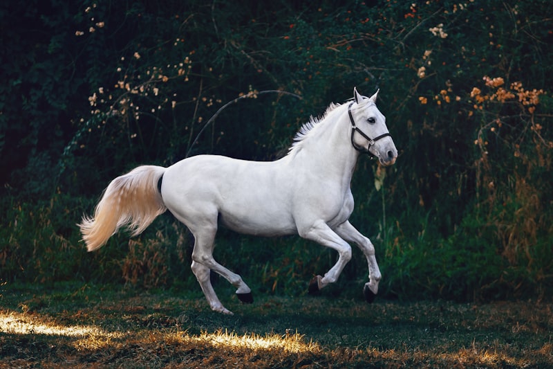 Horse in an open field