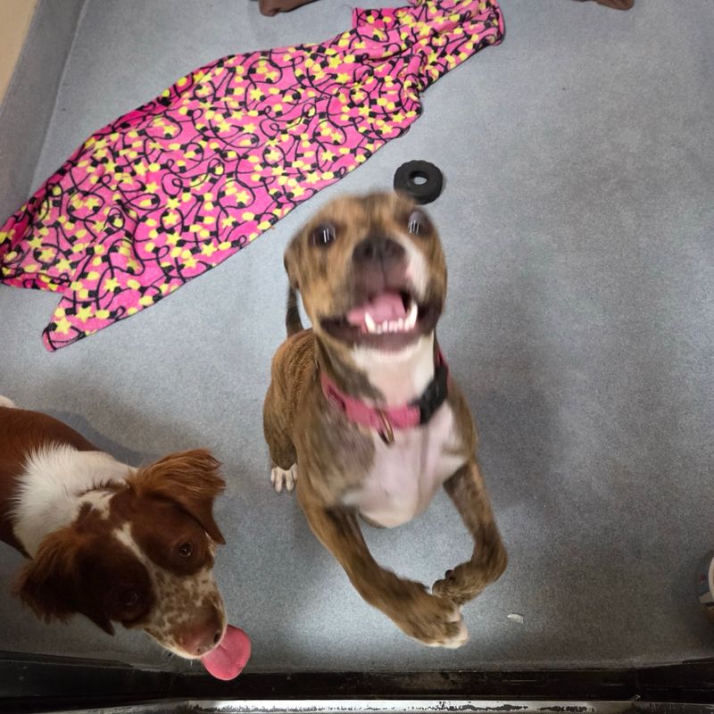 Two rescued dogs play on a newly sealed kennel floor