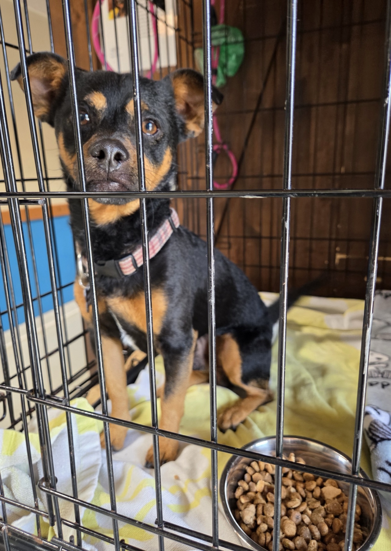 A rescued dog settles into its kennel